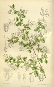 Styrax wilsonii, Styracaceae